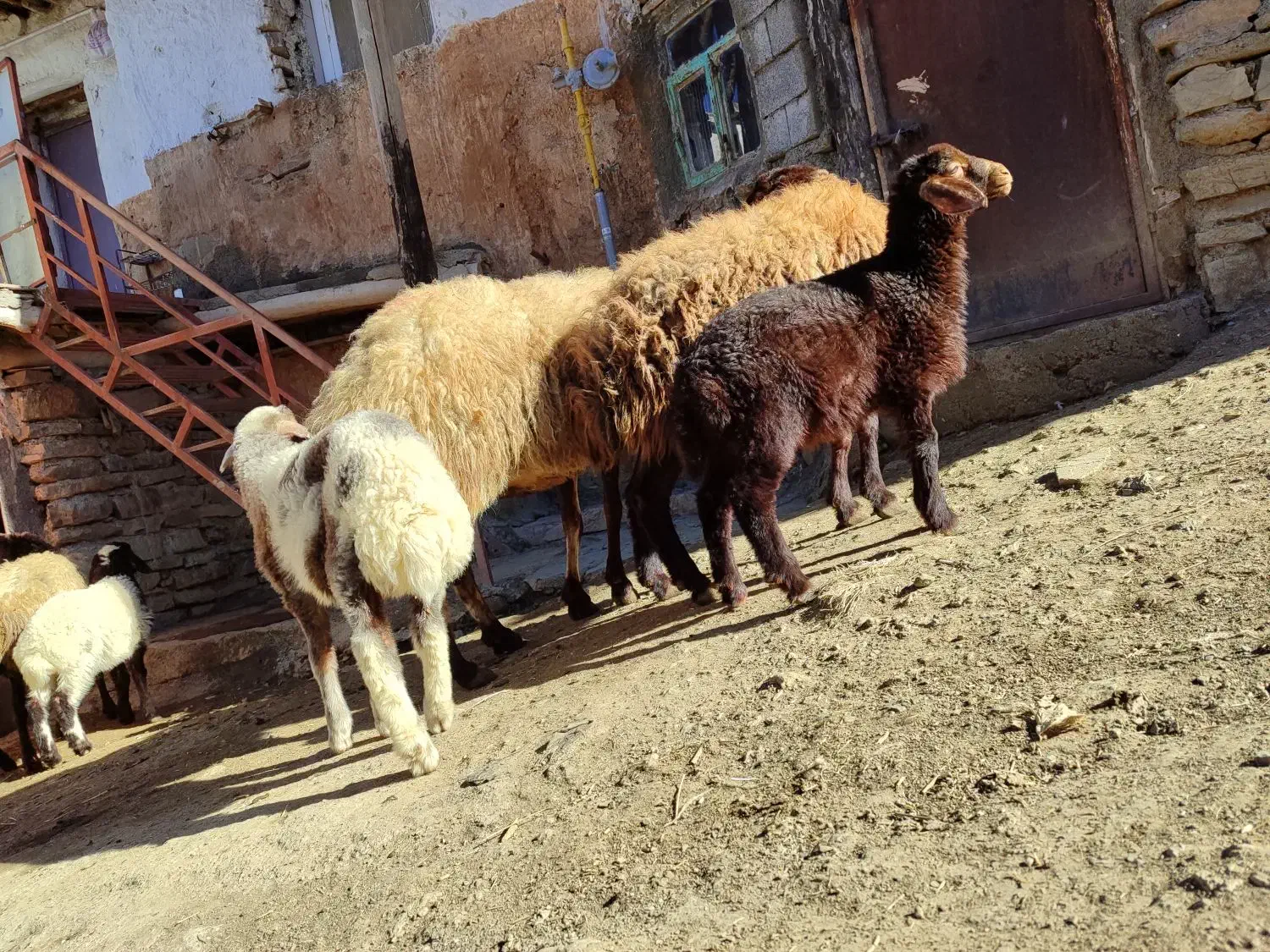 گوسفند و بره (مروبرخ) جوان داشت|حیوانات مزرعه|مریوان, |دیوار