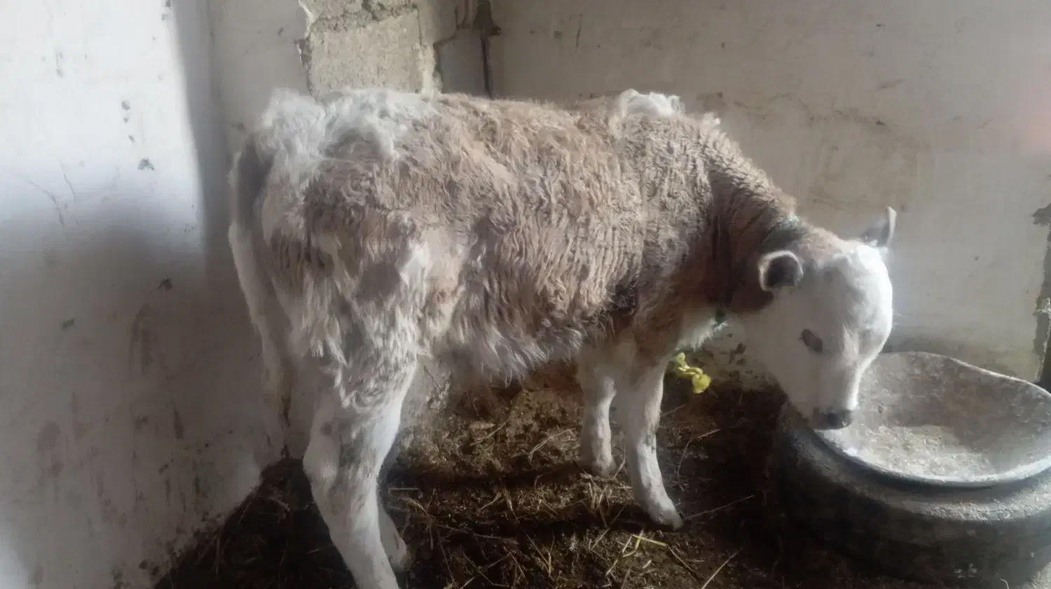 گاو شیری با گوساله|حیوانات مزرعه|گنبد کاووس, |دیوار