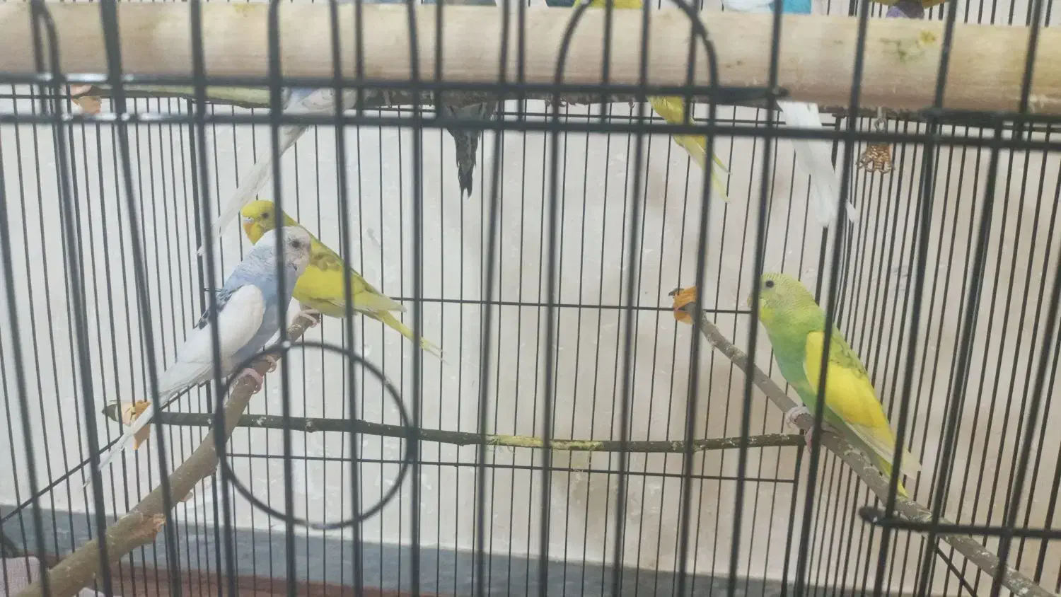 مرغ عشق|پرنده|کلاچای, |دیوار