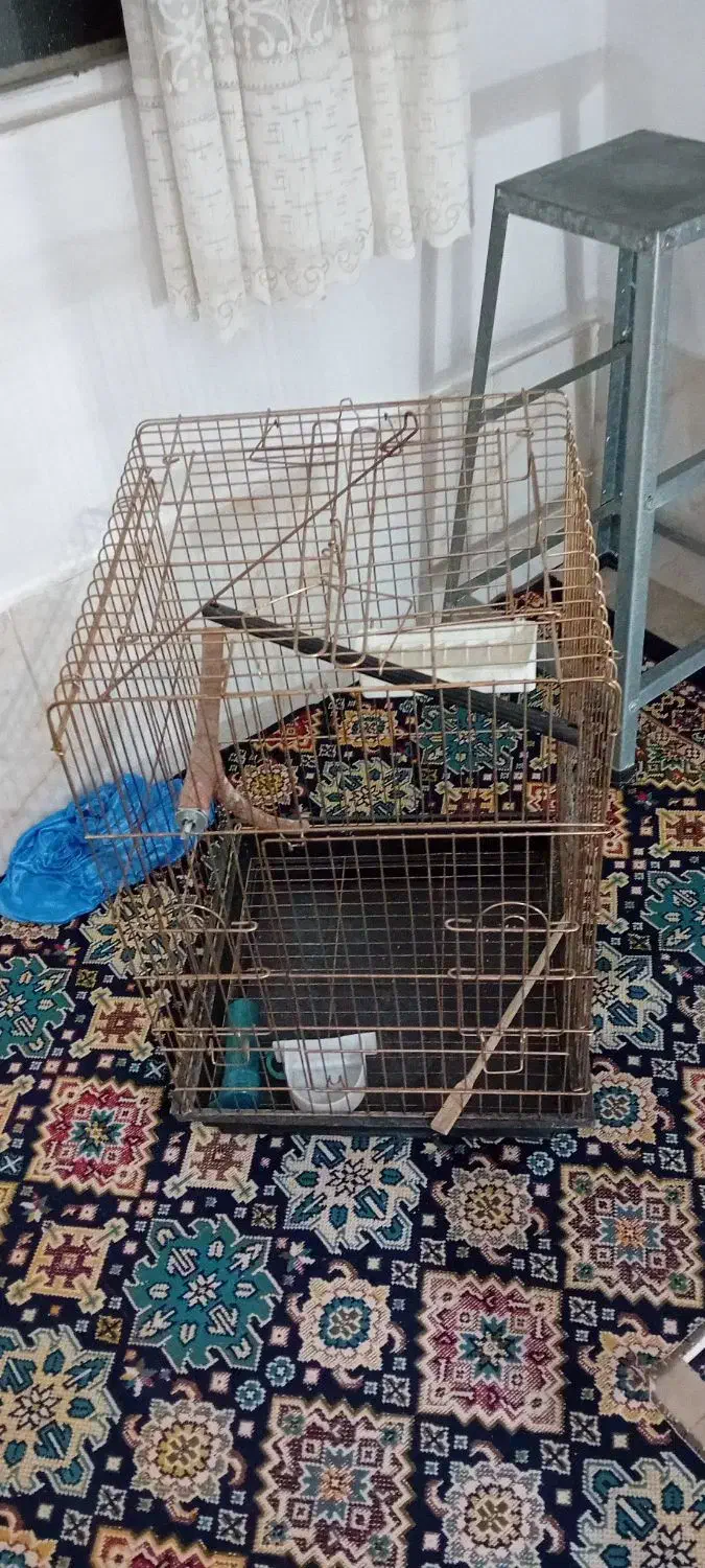 قفس|لوازم جانبی حیوانات|پاکدشت, پاکدشت (مامازند)|دیوار