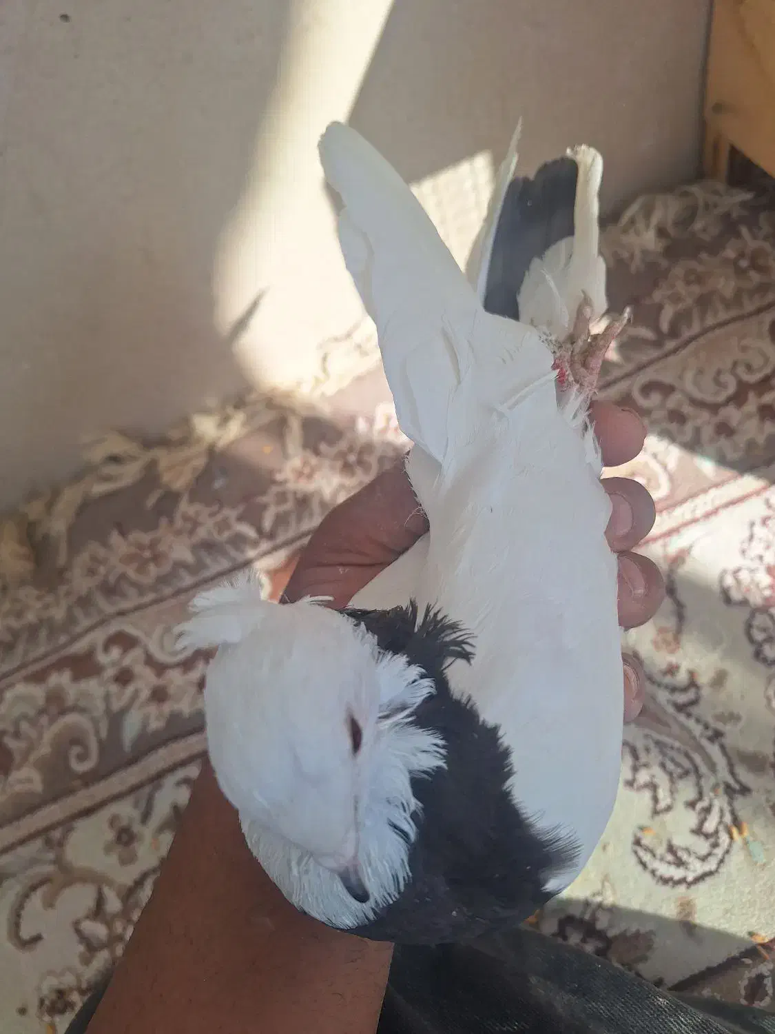 سه عدد کفتر نر ماده دوتا طوقی|پرنده|نورآباد, |دیوار