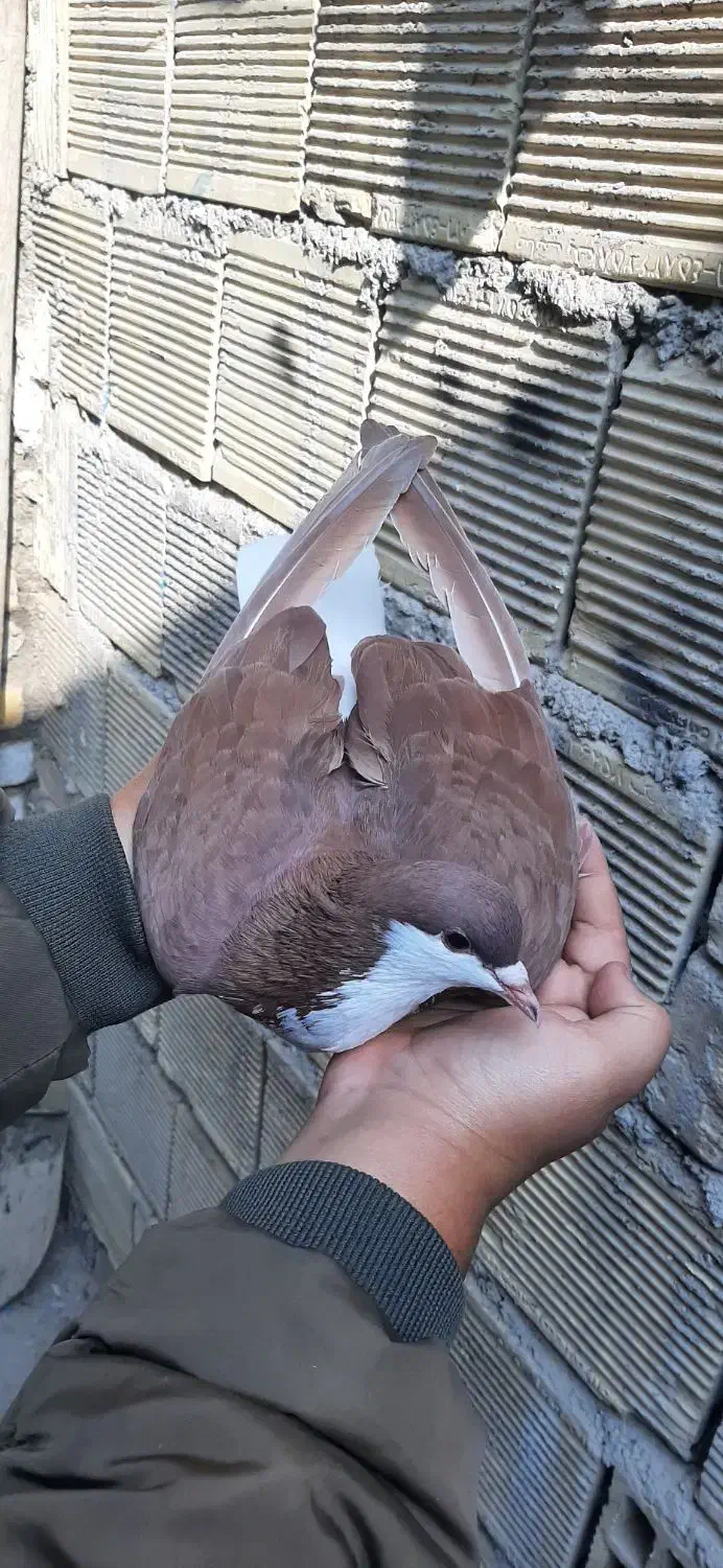 کبوتر شهری|پرنده|خرمشهر, |دیوار