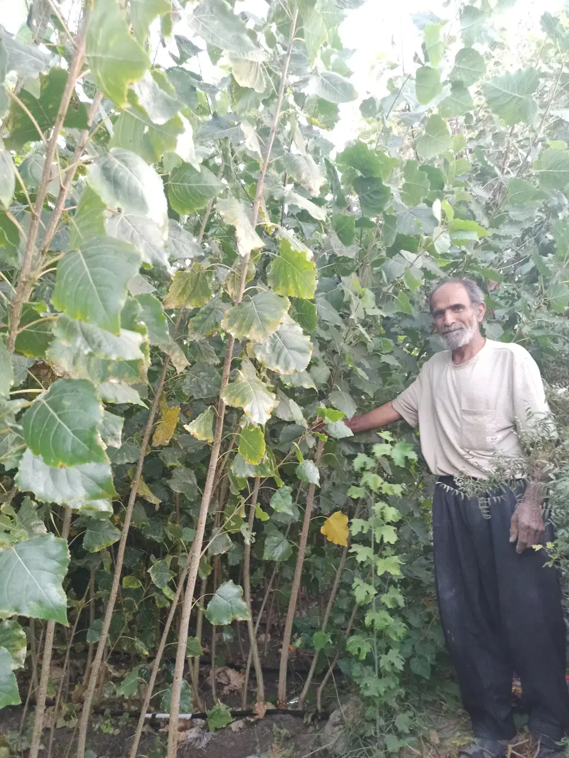 درخت صنوبر و کبوده|خدمات باغبانی و درختکاری|فلاورجان, |دیوار