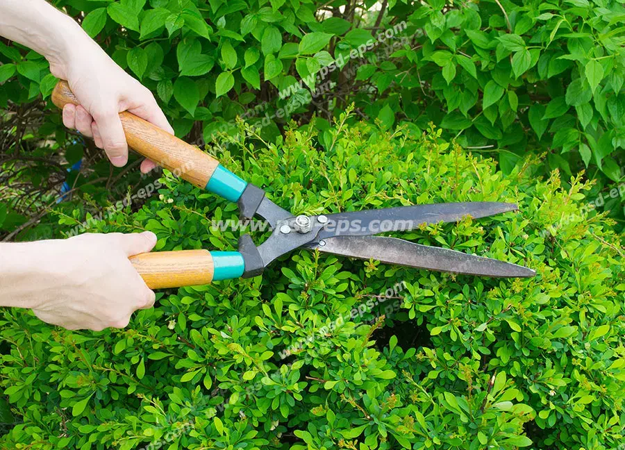 علف تراشی، هرس، باغبانی|خدمات باغبانی و درختکاری|نوشهر, |دیوار