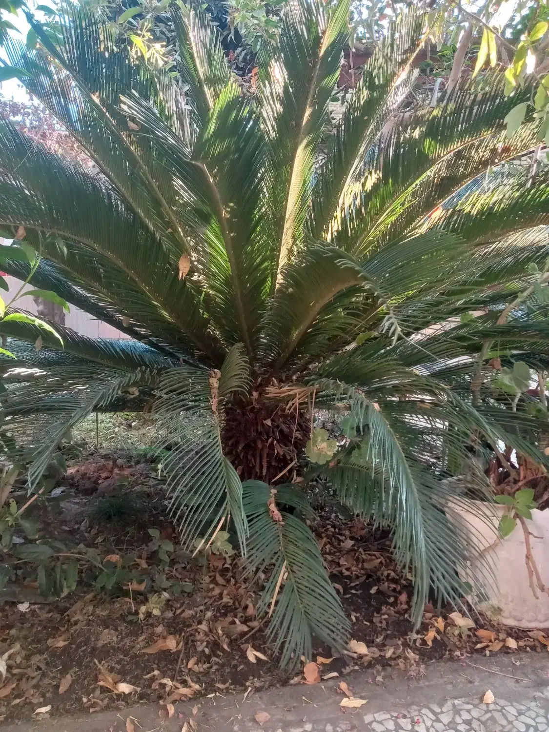 گل سیکاس بزرگ|گل و گیاه طبیعی|قائمشهر, |دیوار