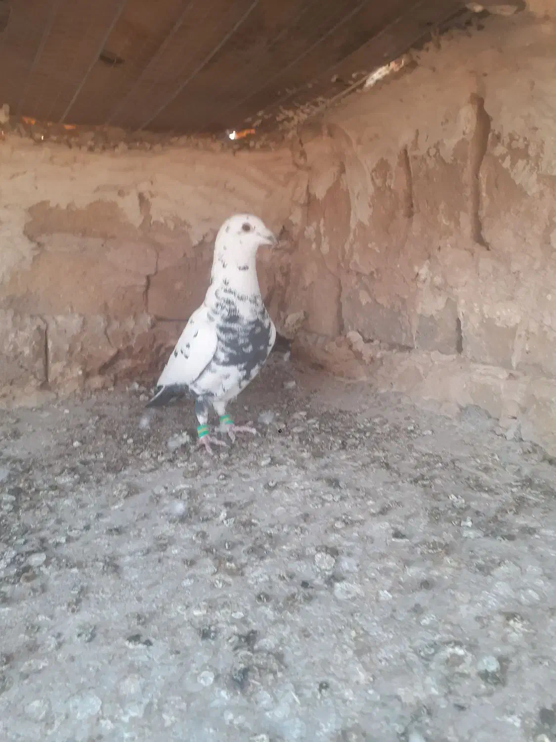 نر سوسکی سیاه|پرنده|تربتحیدریه, پائین ولایت|دیوار