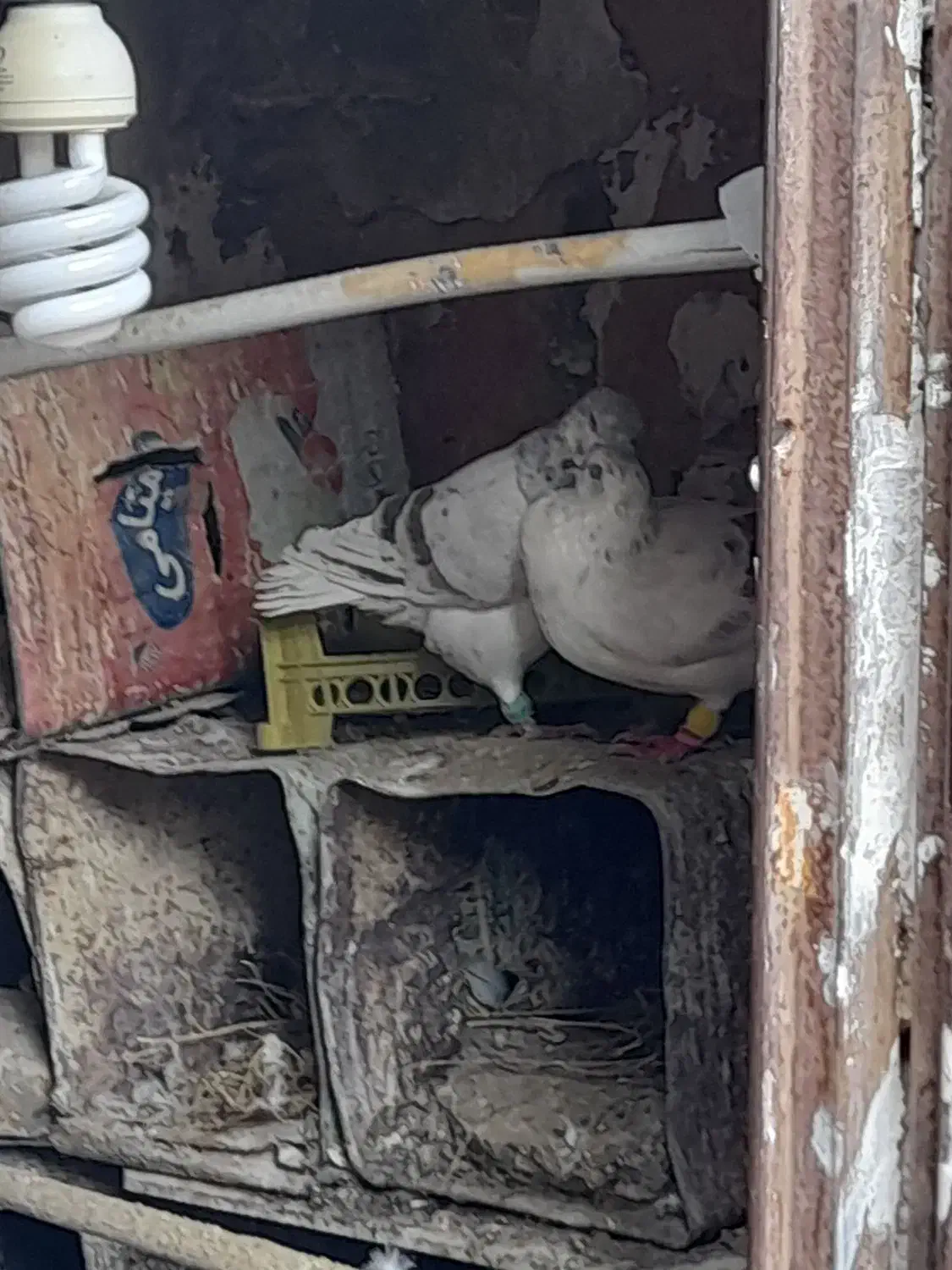 گم شده کفتر|حیوانات|سبزوار, شرق کال میانی|دیوار