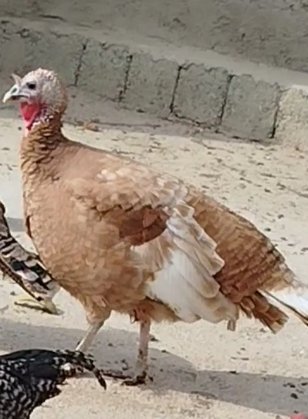 بوقلمون ماده|حیوانات مزرعه|نوشین شهر, |دیوار