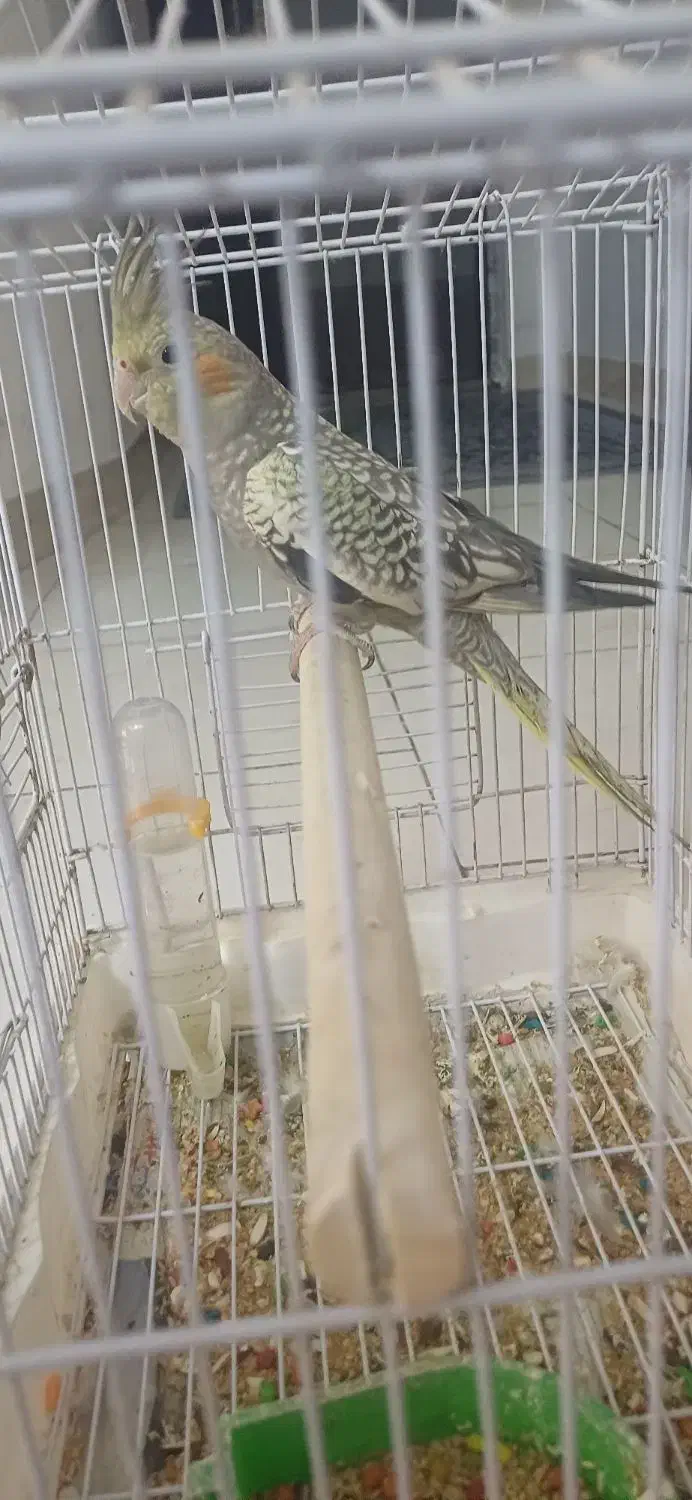 عروس هلندی نر|پرنده|ماهدشت, |دیوار