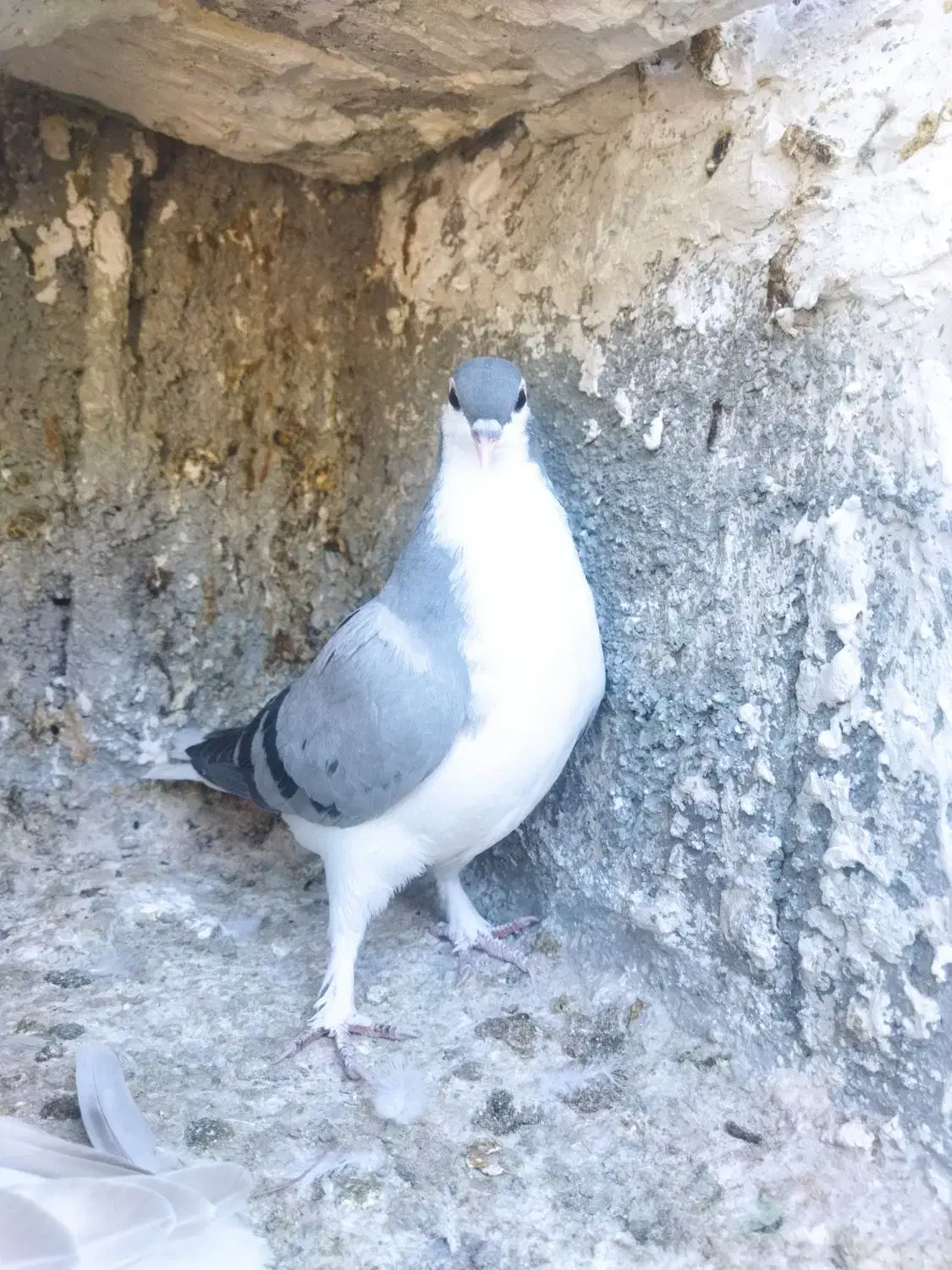 جوجه ساده سبز|پرنده|تربت‌حیدریه, یحیی آباد|دیوار