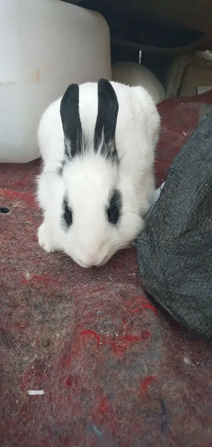 خرگوش نروماده|موش و خرگوش|انگوت, |دیوار