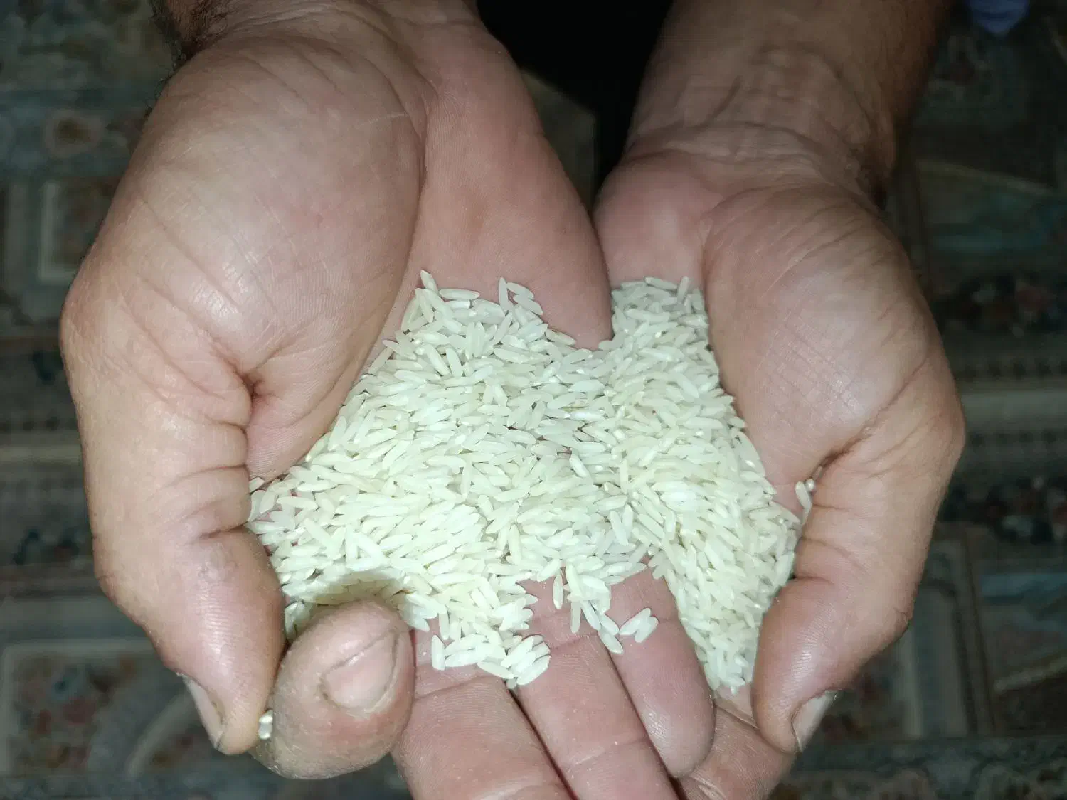 برنج طارم امرالهی کشت دوم اعلا|خوردنی و آشامیدنی|سرخرود, |دیوار