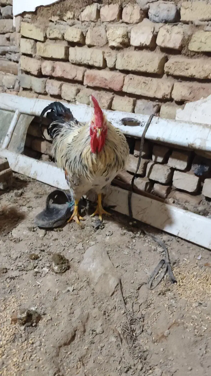 ۳تا خروس محلی|حیوانات مزرعه|محمدیه-قزوین, |دیوار