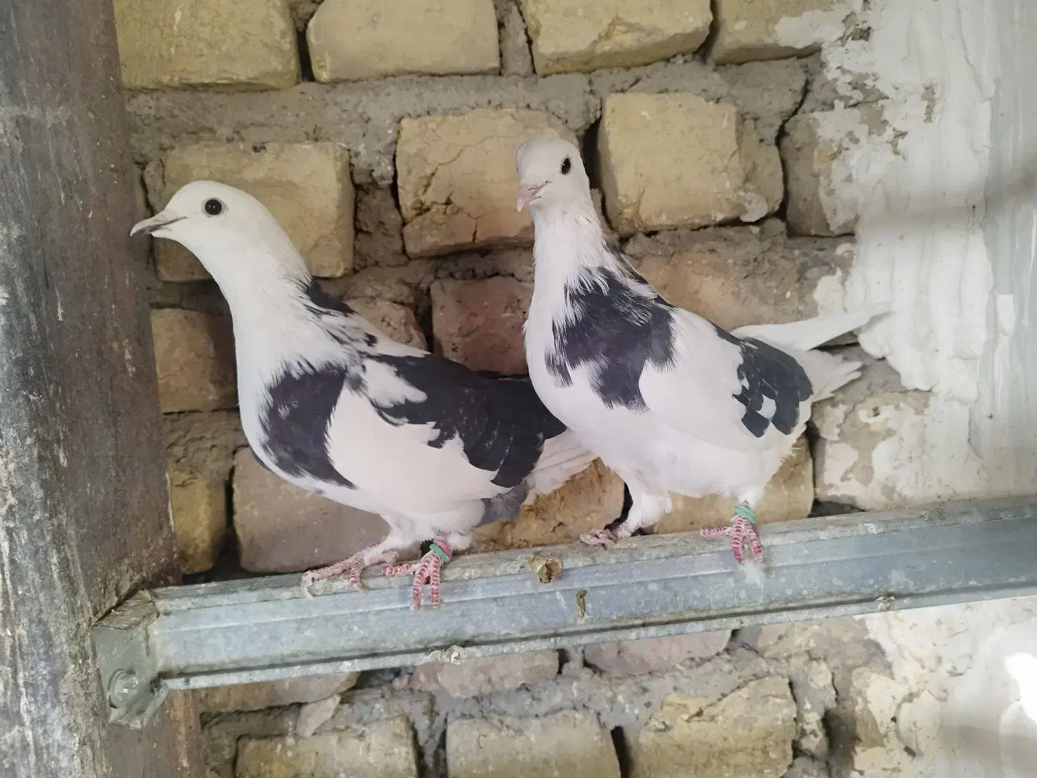 کبوتر پرشی یجایی|پرنده|شهریار, شهرک بهاران (ویره)|دیوار