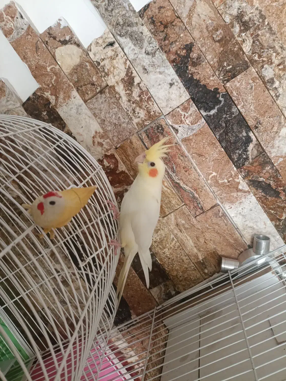 پرنده|پرنده|قم, انسجام|دیوار