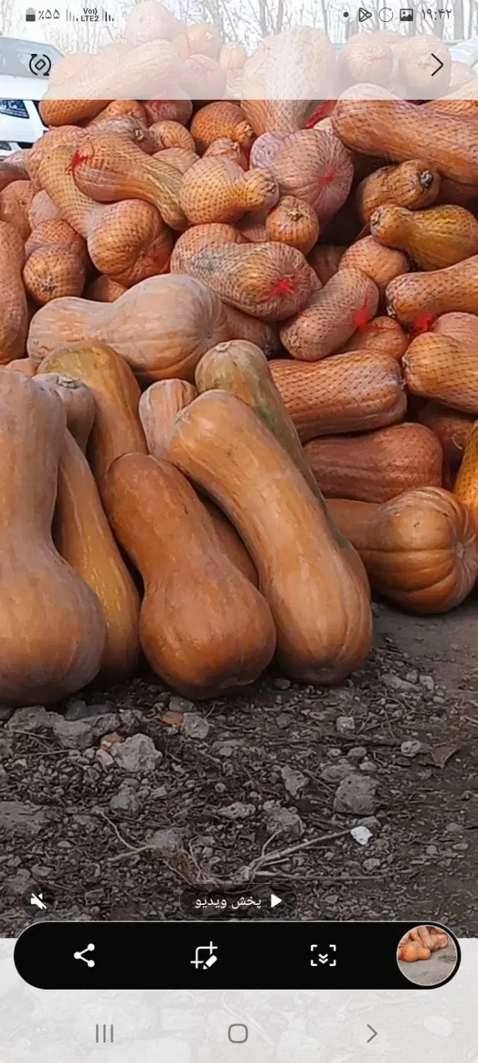 کدو حلوایی خوب|عمده‌فروشی|شاهین دژ, |دیوار