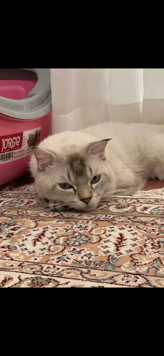 واگذاری گربه|گربه|بندرعباس, |دیوار