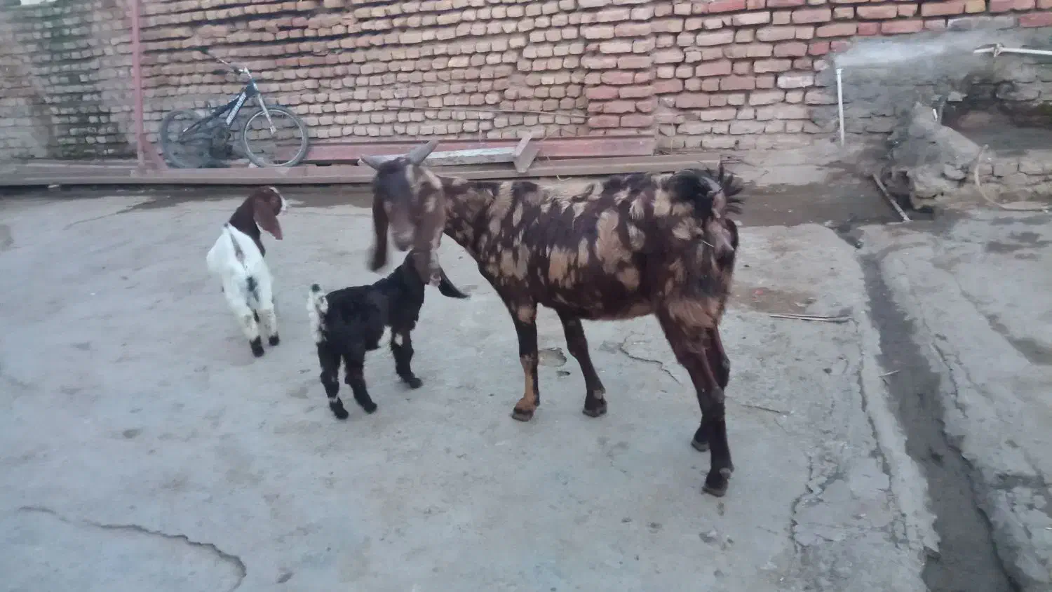 بز سه شکم هیکل درشت|حیوانات مزرعه|انبارآلوم, |دیوار