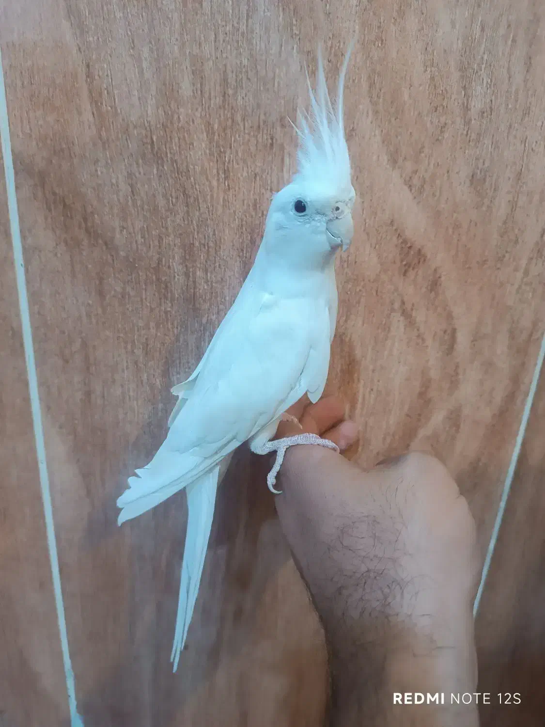 عروس هلندی نر البینو دستی|پرنده|فسا, |دیوار