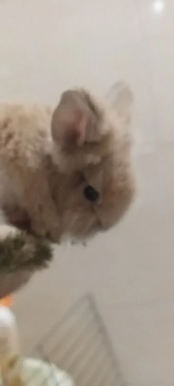 خرگوش لوپ|موش و خرگوش|پاکدشت, شهرک امام رضا|دیوار