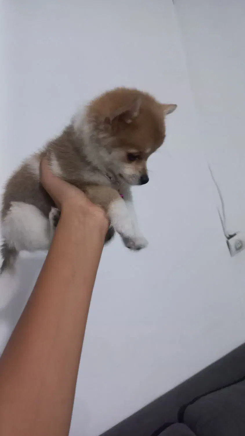 سگ 4 ماهه|سگ|صباشهر, |دیوار