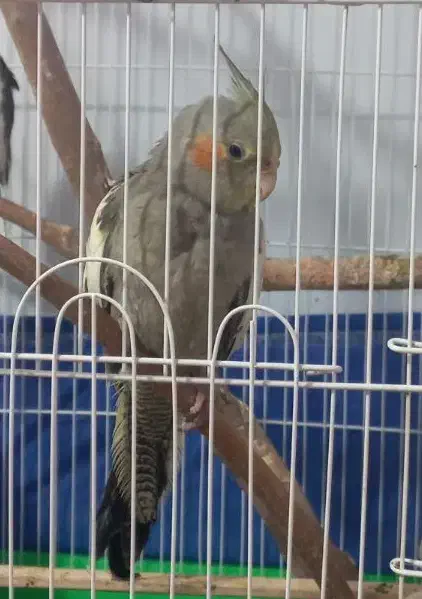 عروس هلندی گم شده|حیوانات|رشت, یخسازی|دیوار