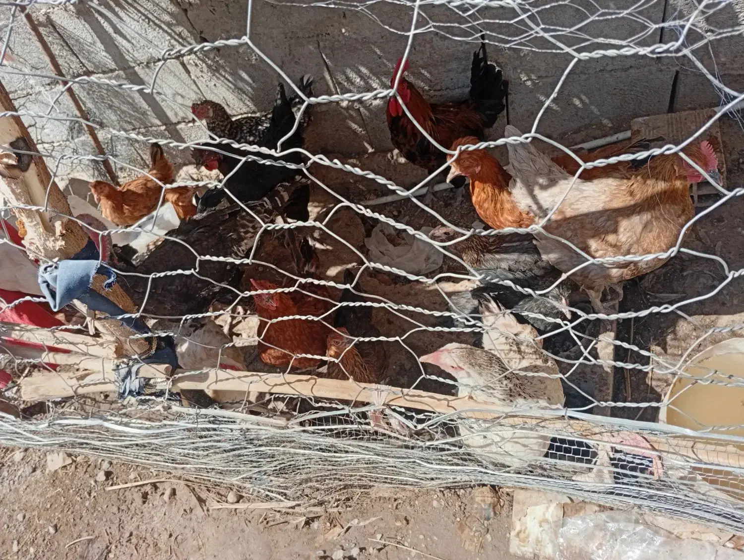 مرغ گلپایگانی جوجه خروس اردک|حیوانات مزرعه|گنبکی, |دیوار