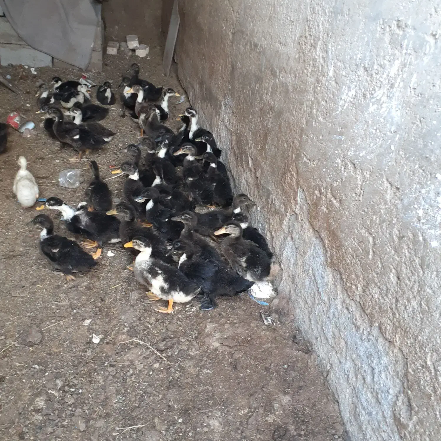 اوردک چاق|حیوانات مزرعه|نیمروز, |دیوار