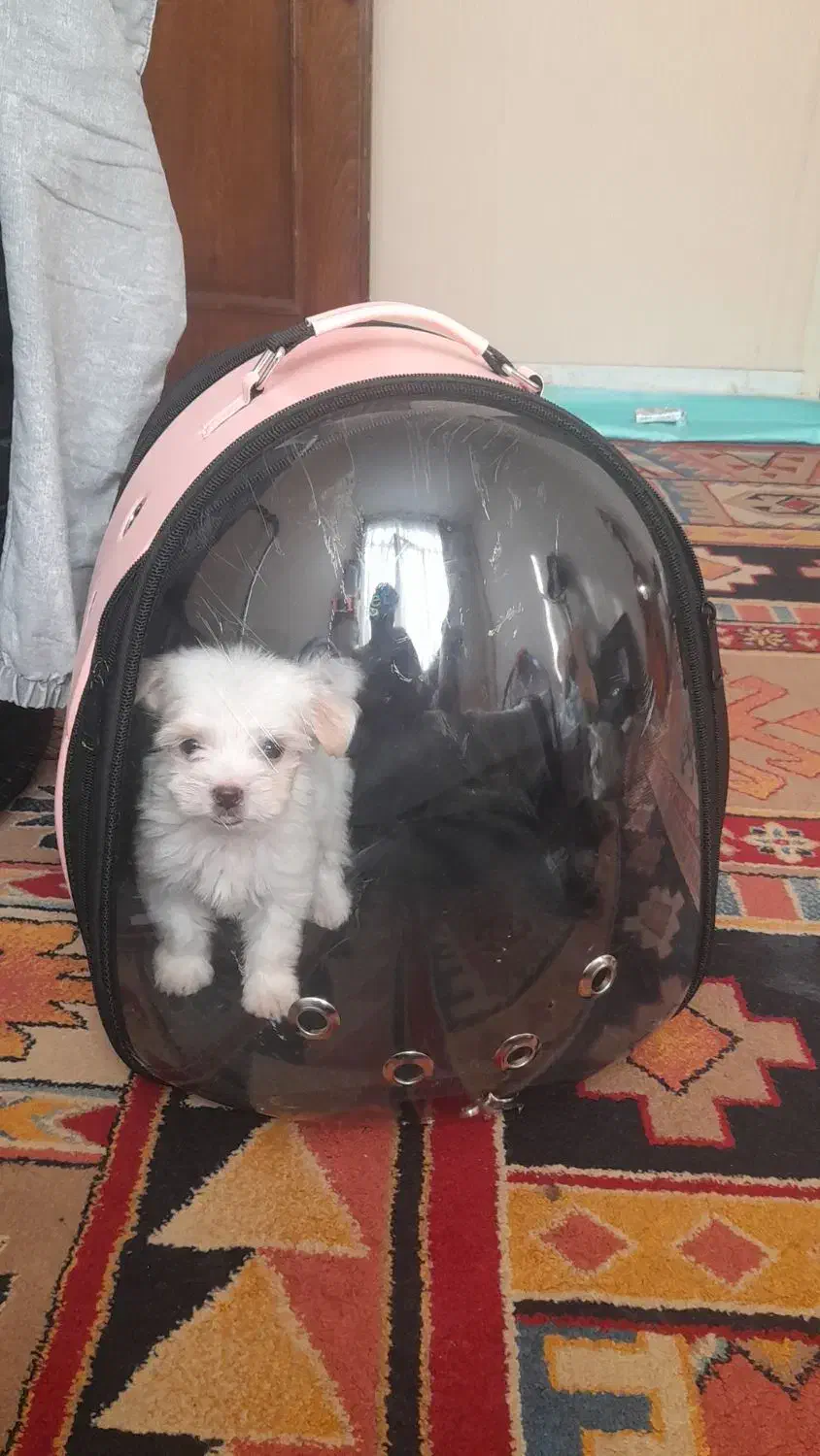 سگ عروسکی جیبی مالتیز پودل|سگ|تهران, تهرانویلا|دیوار