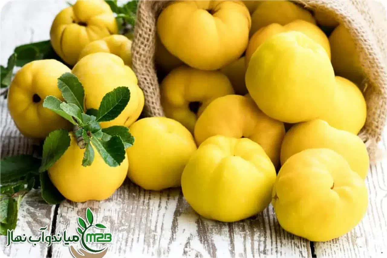 پیشفروش نهال به اونشاب|خدمات باغبانی و درختکاری|خرمدره, |دیوار