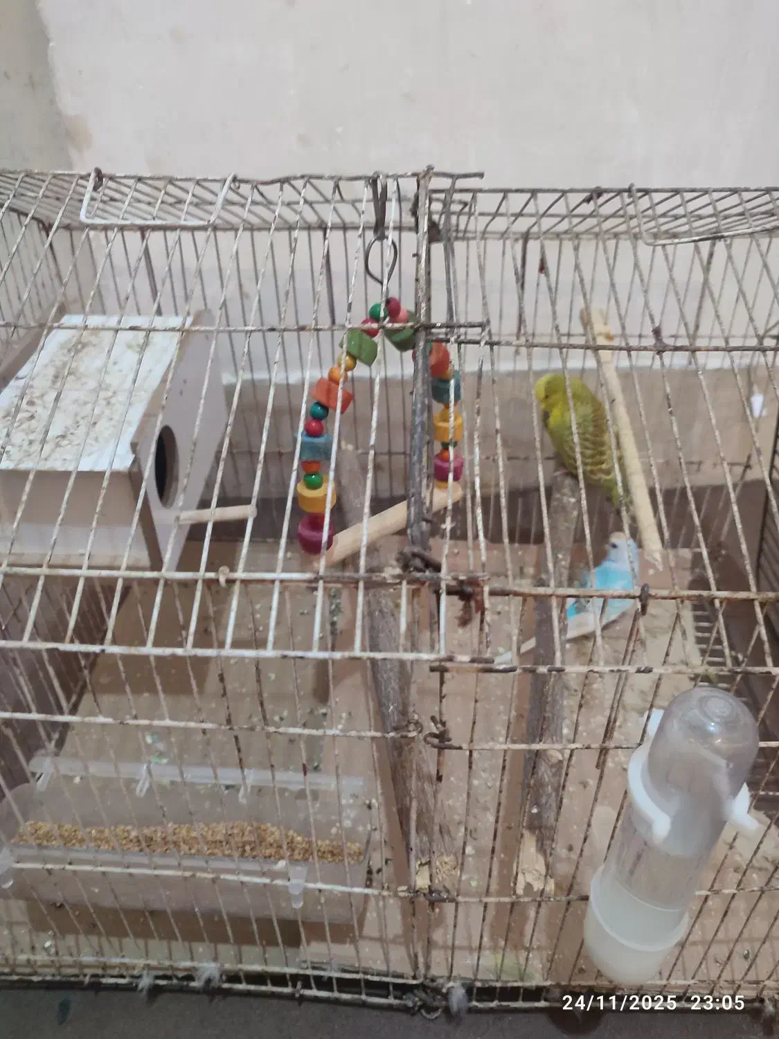 مرغ عشق|پرنده|برازجان, |دیوار