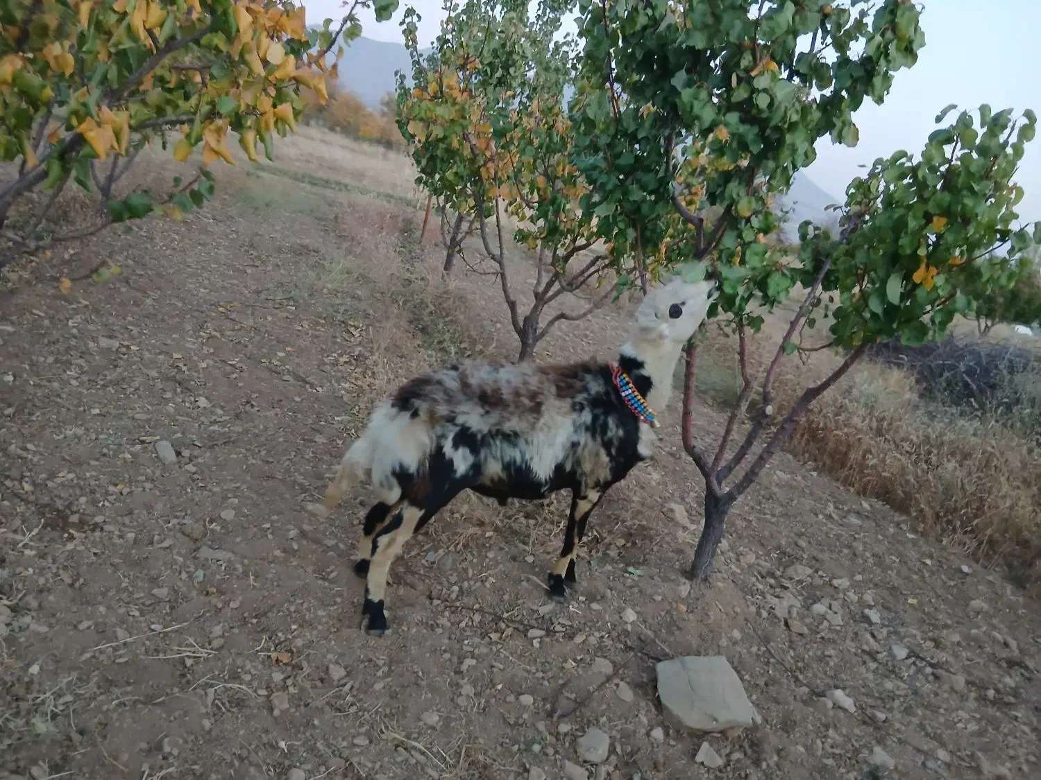 بره قوچ پلنگی خالسیاه اصل|حیوانات مزرعه|شازند, |دیوار