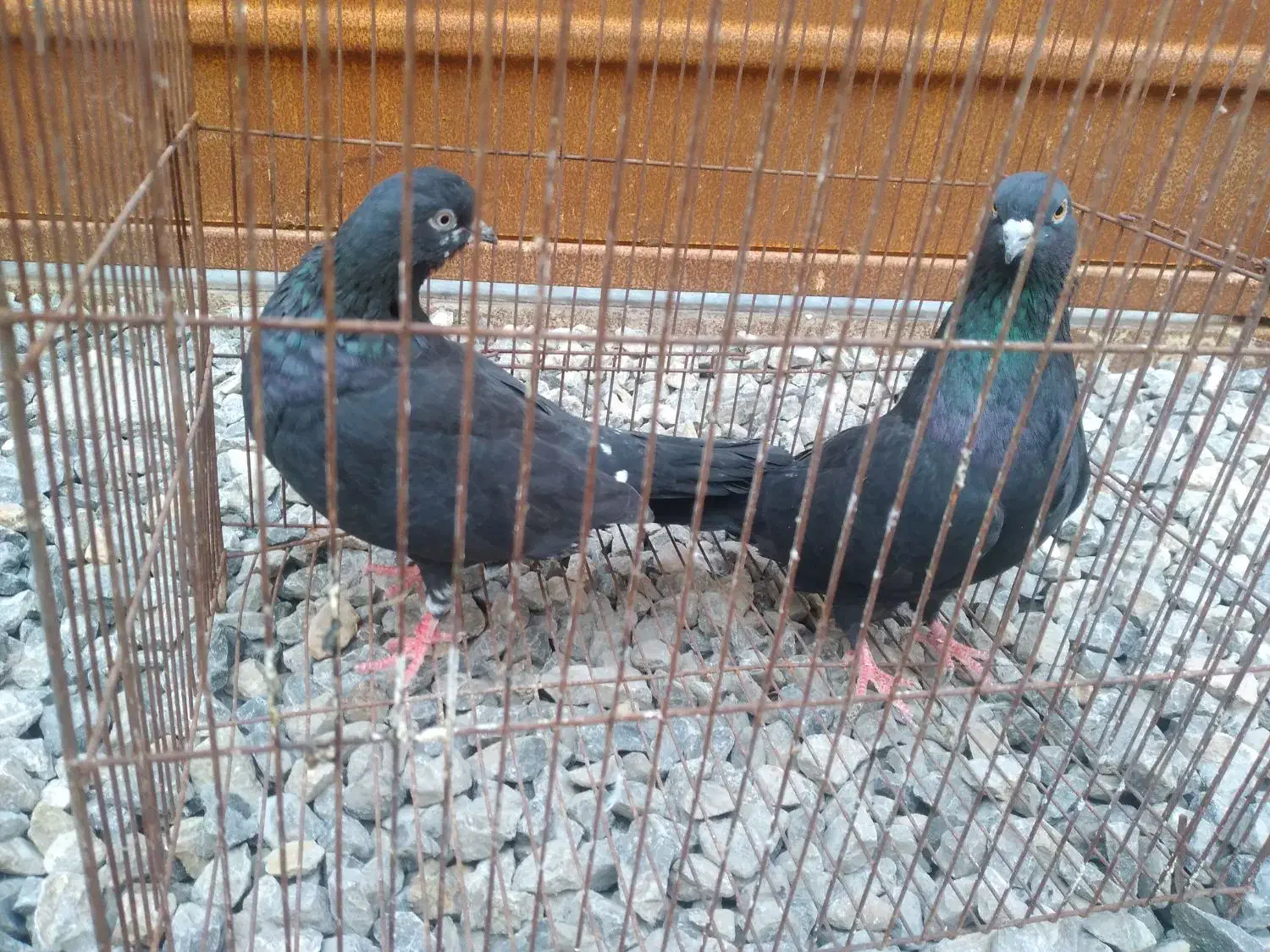 ی جفت کبوتر زاغ قیمت ۷۰۰|پرنده|بابل, |دیوار