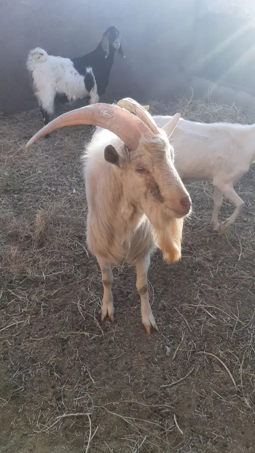 بز نر|حیوانات مزرعه|سبزوار, قصبه شرقی|دیوار