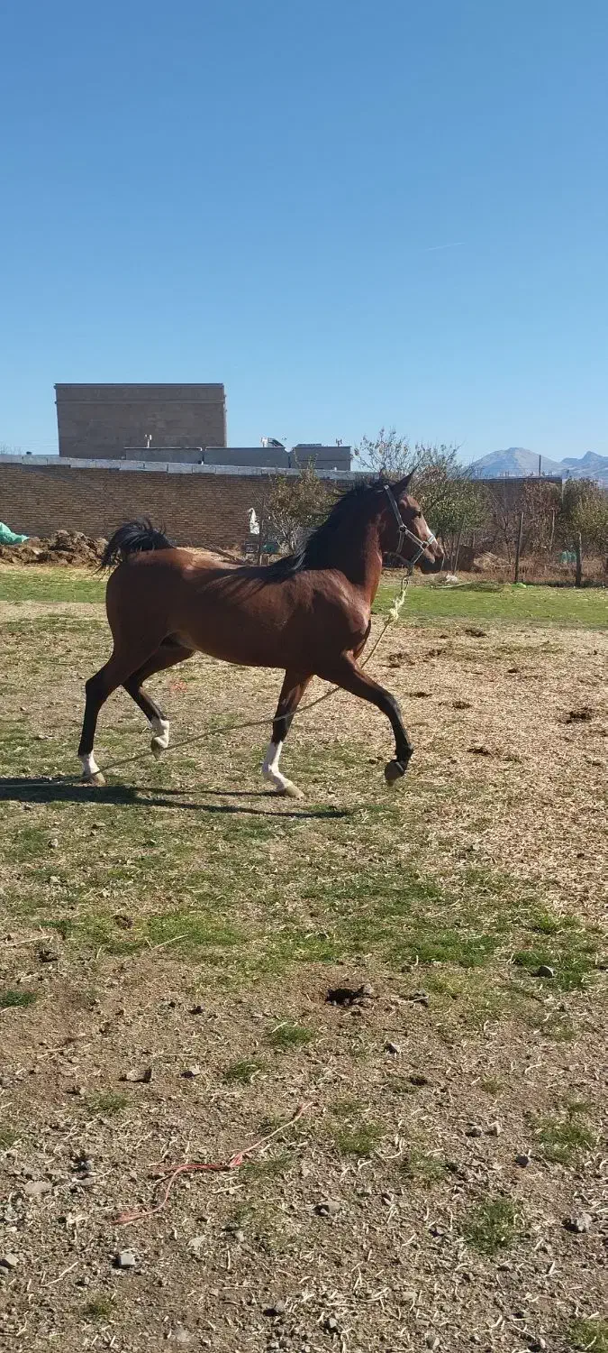 اسب کرد|اسب و تجهیزات اسبسواری|بیلوار, |دیوار