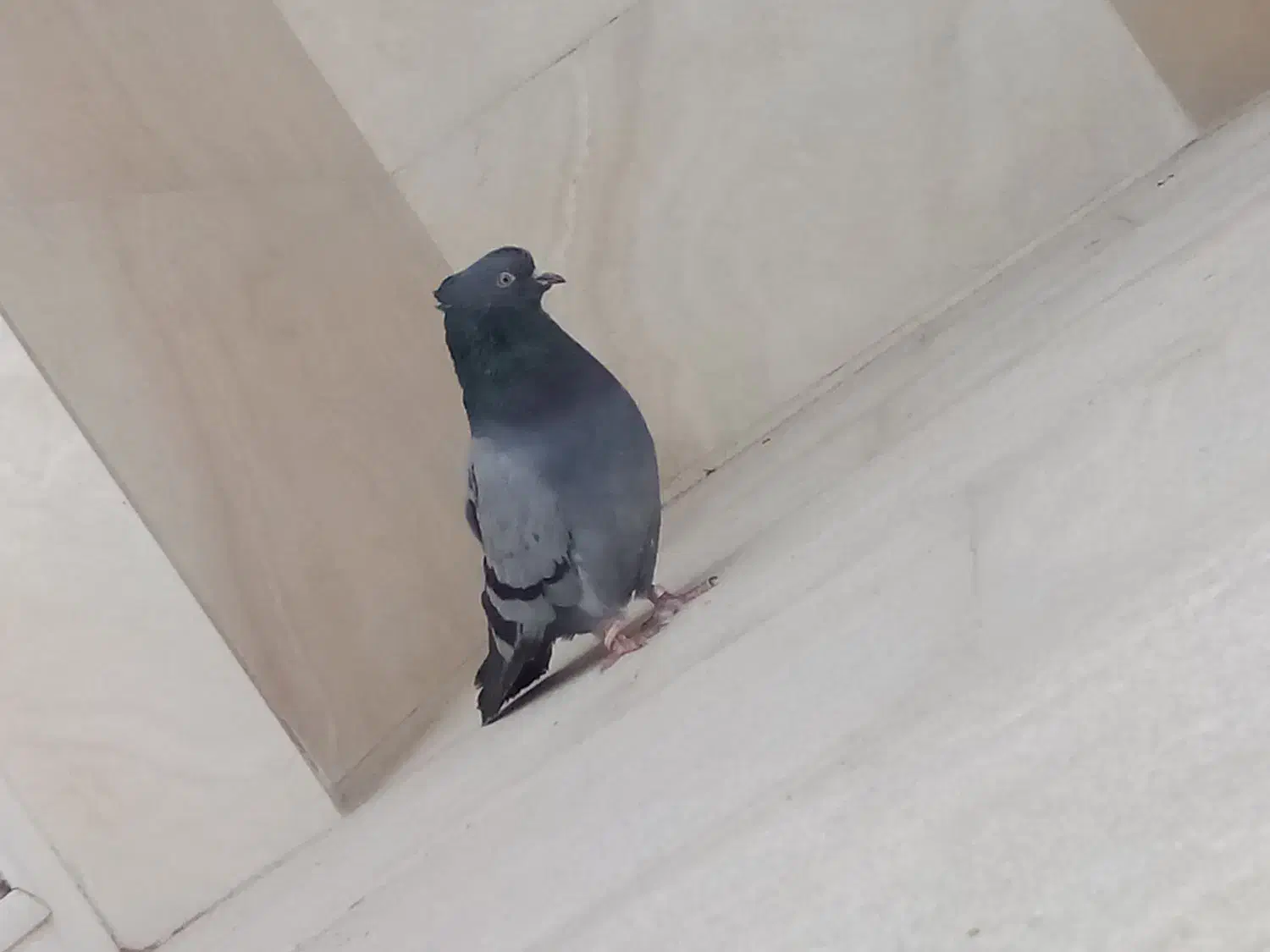 کبوتر رفته|حیوانات|زنجان, |دیوار