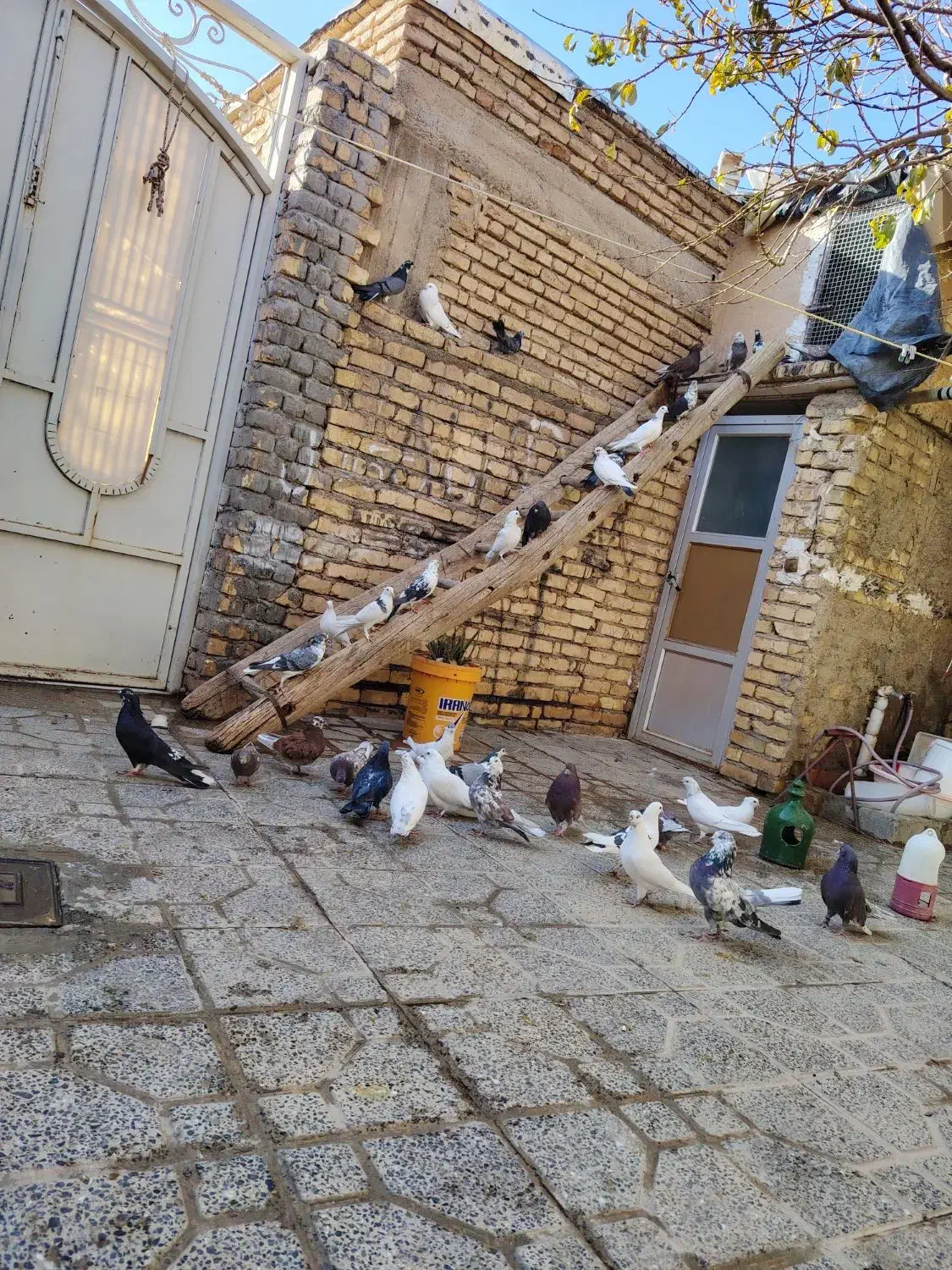 کفتر|پرنده|بن, |دیوار