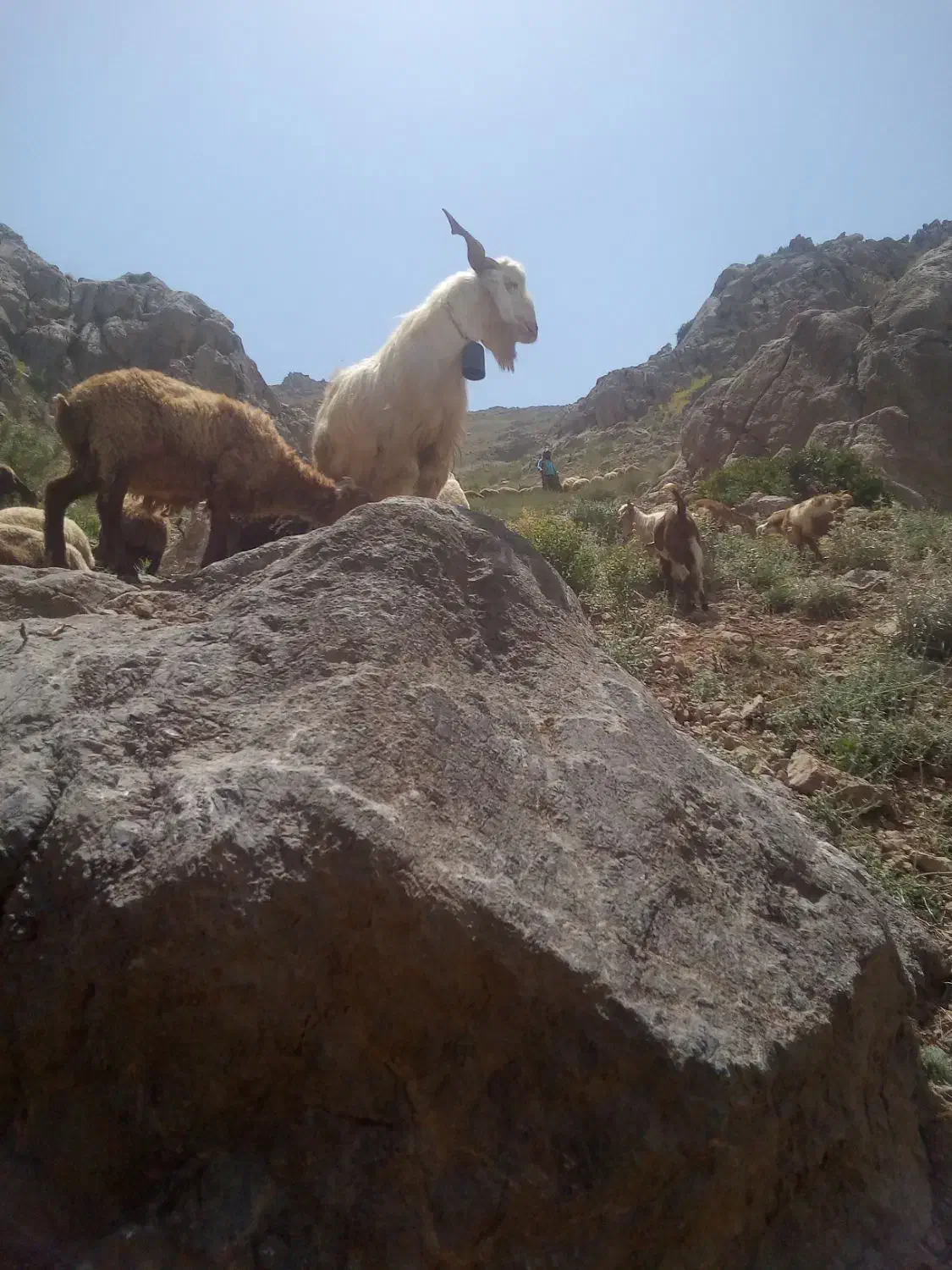 یکعددبزنر|حیوانات مزرعه|سنقر, |دیوار