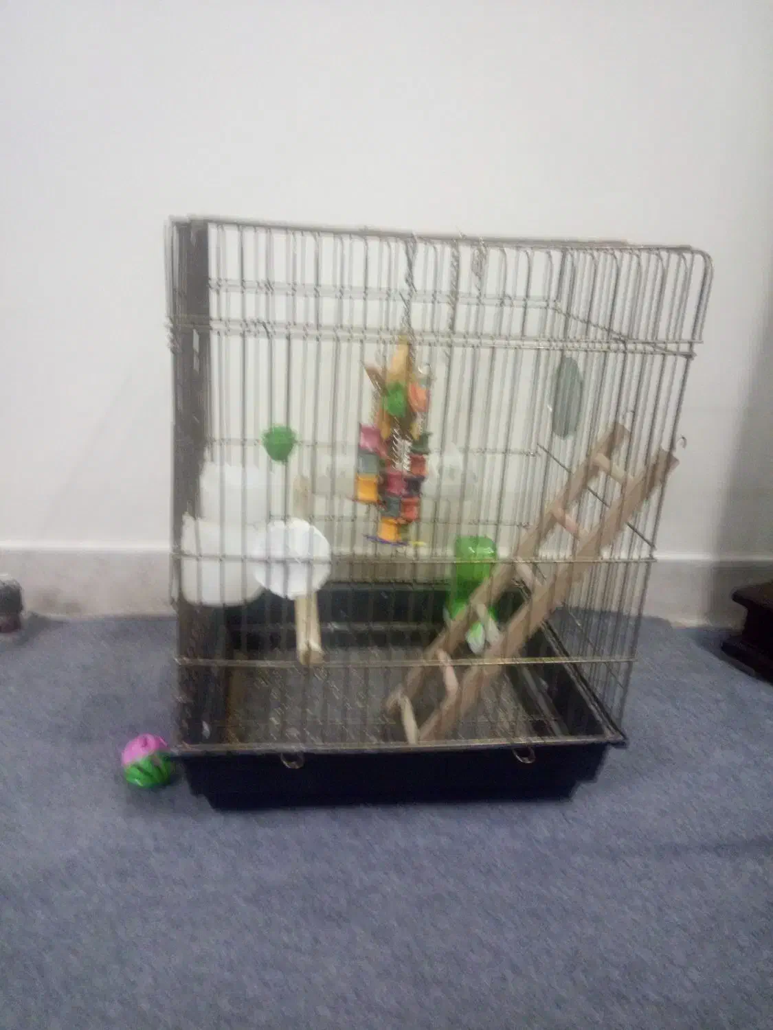 قفس عروس هلندی|لوازم جانبی حیوانات|تهران, مینای جنوبی|دیوار