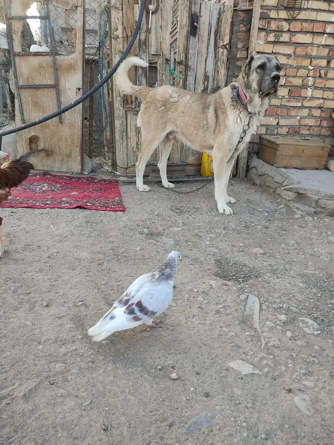 سگ سرابی سه ساله نگهبان|سگ|میانه, |دیوار