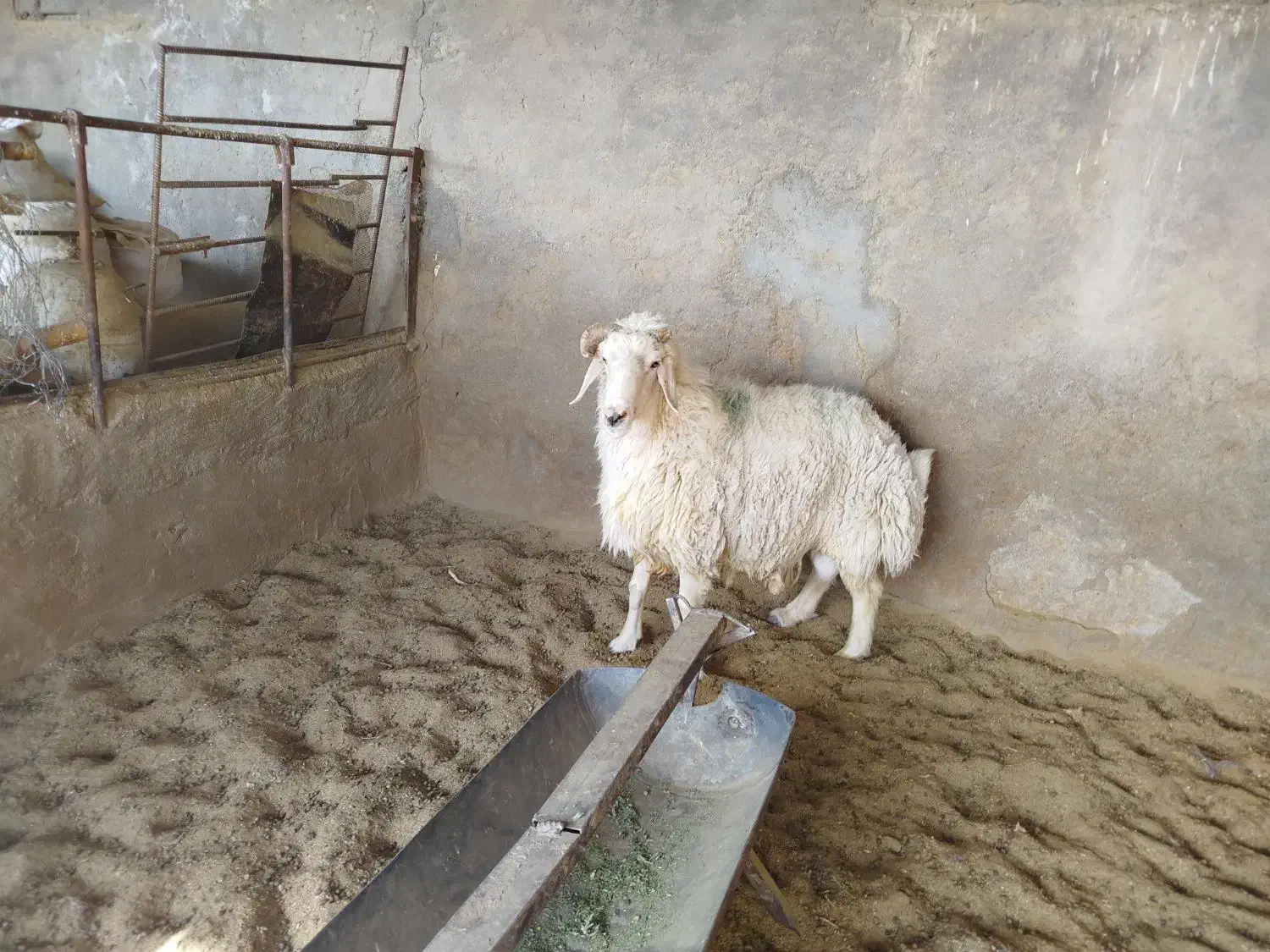 قوچ ترکی|حیوانات مزرعه|شهر بابک, |دیوار