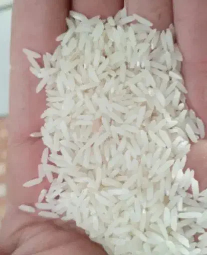 برنج طارم هاشمی اصل|خوردنی و آشامیدنی|کردکوی, |دیوار