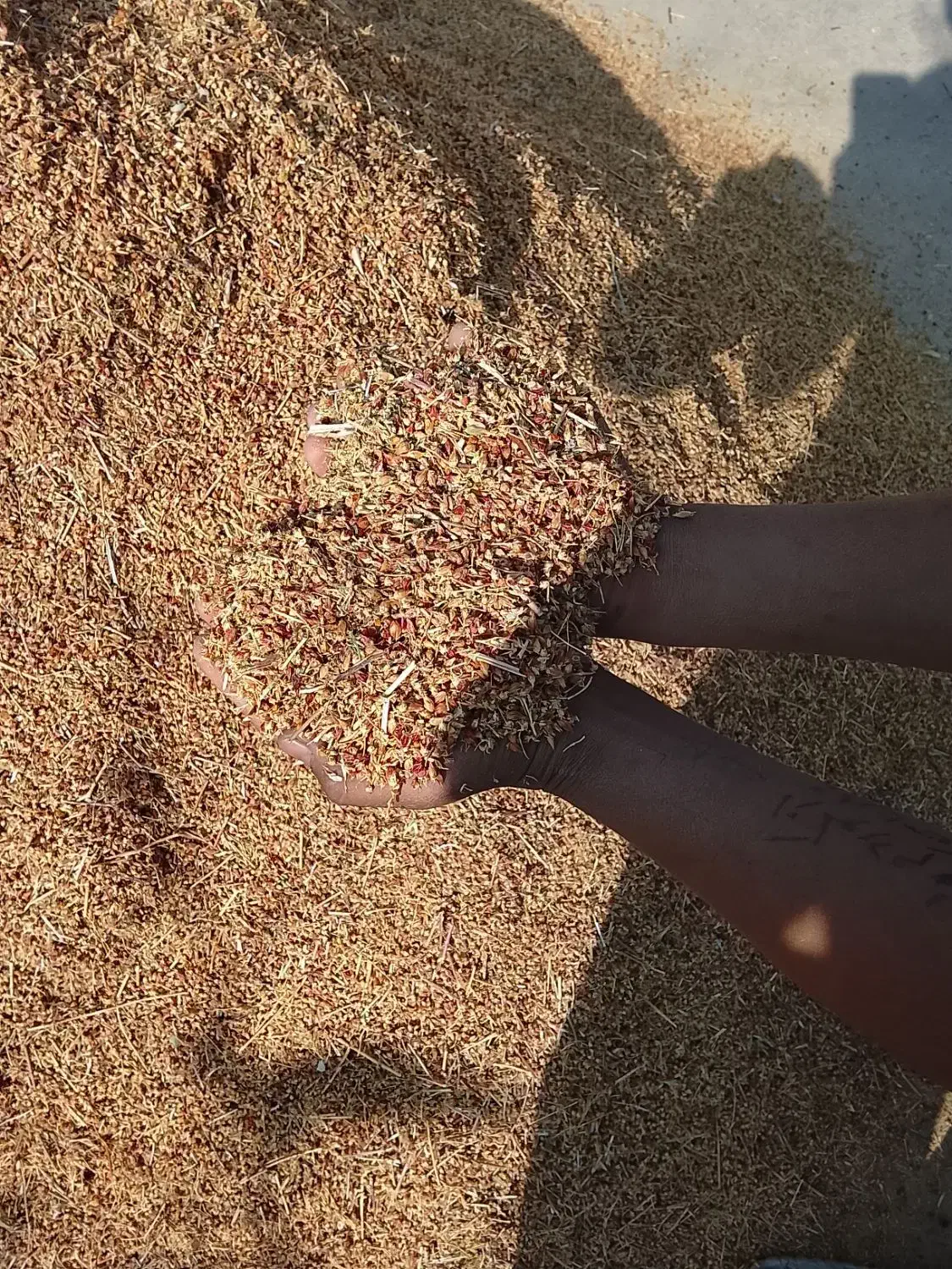 گیاه دارویی هوفاریغون|خوردنی و آشامیدنی|انزل, |دیوار