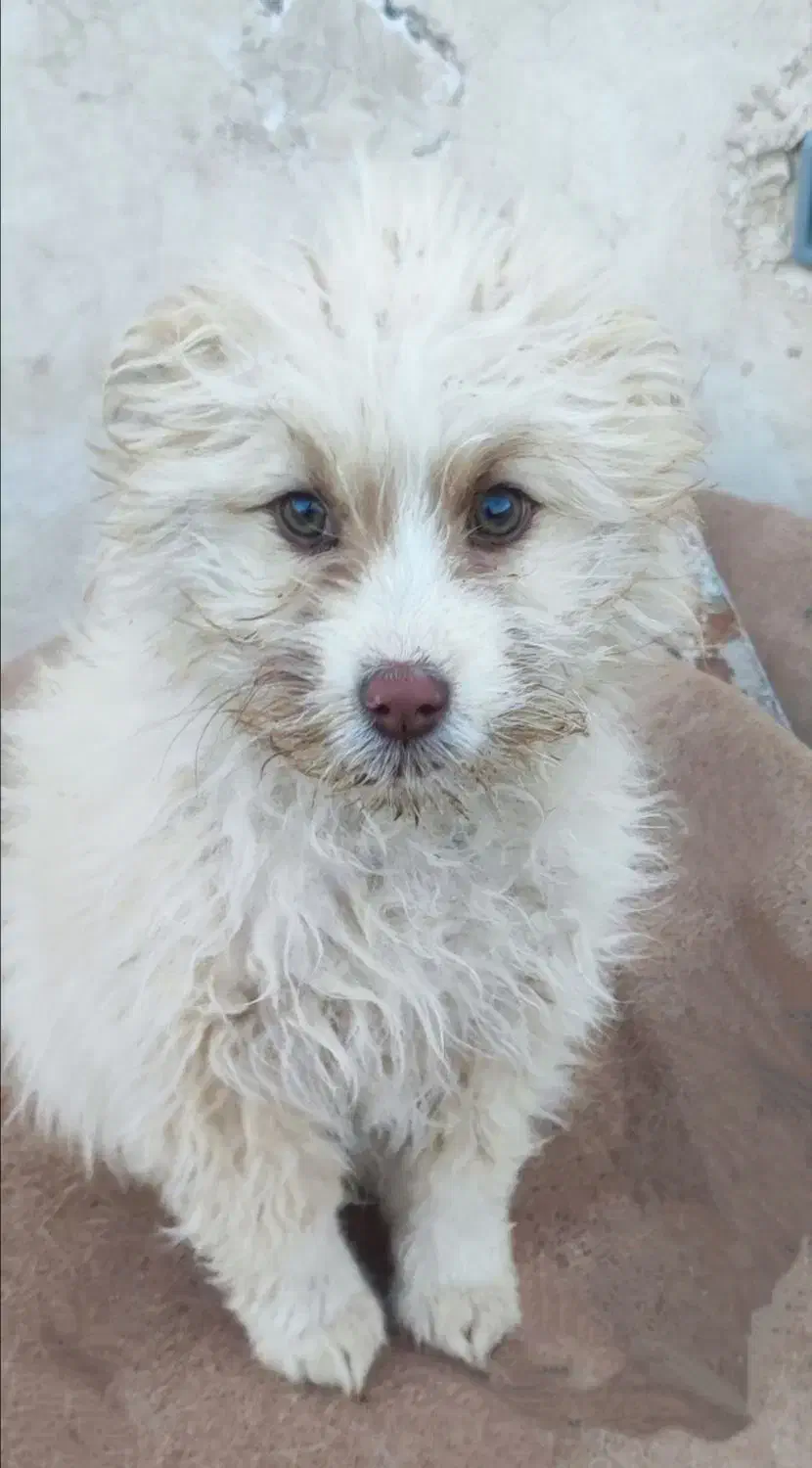 توله سگ اشپیتز|سگ|مشهد, صیاد شیرازی|دیوار