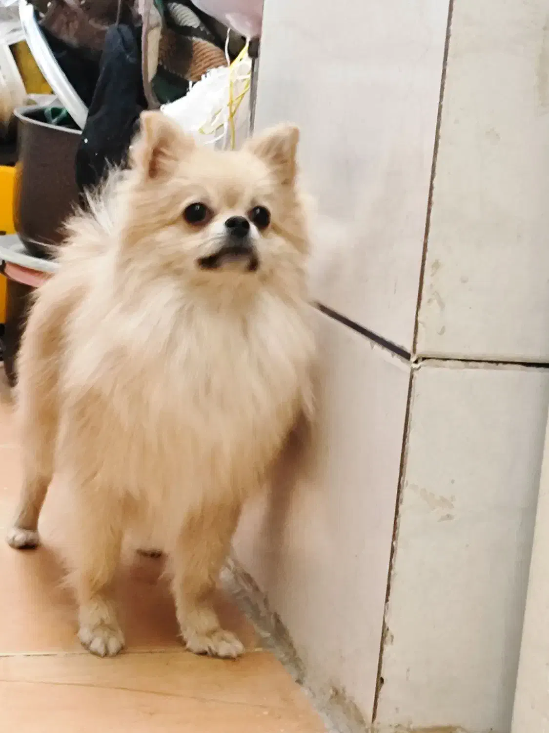 سگ پامرانین|سگ|شاهین‌شهر, عطار|دیوار