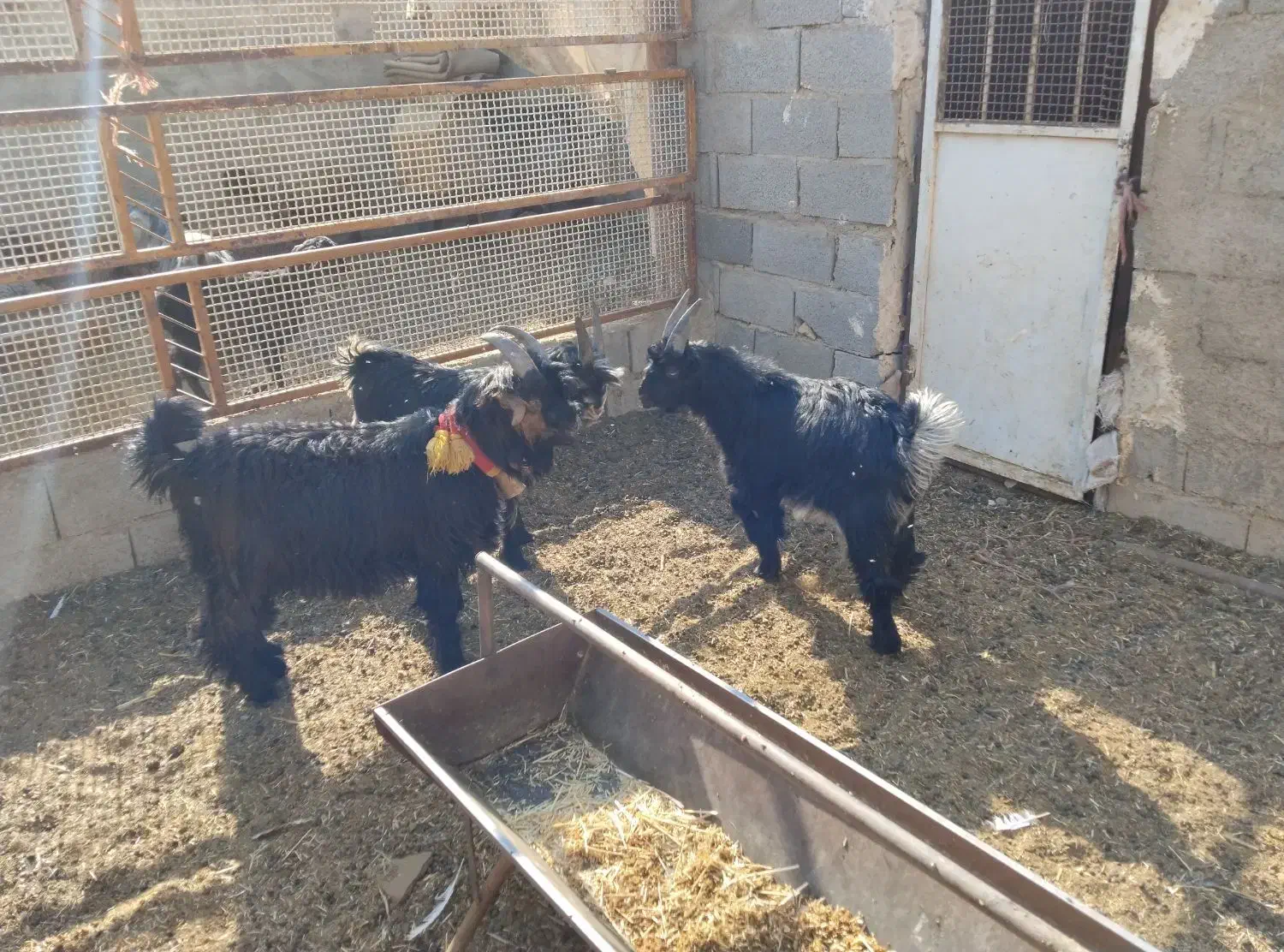 گوسفند میش. بزغاله دوبری .و ۱۵راس بره|حیوانات مزرعه|اصفهان, کوی گلزار|دیوار