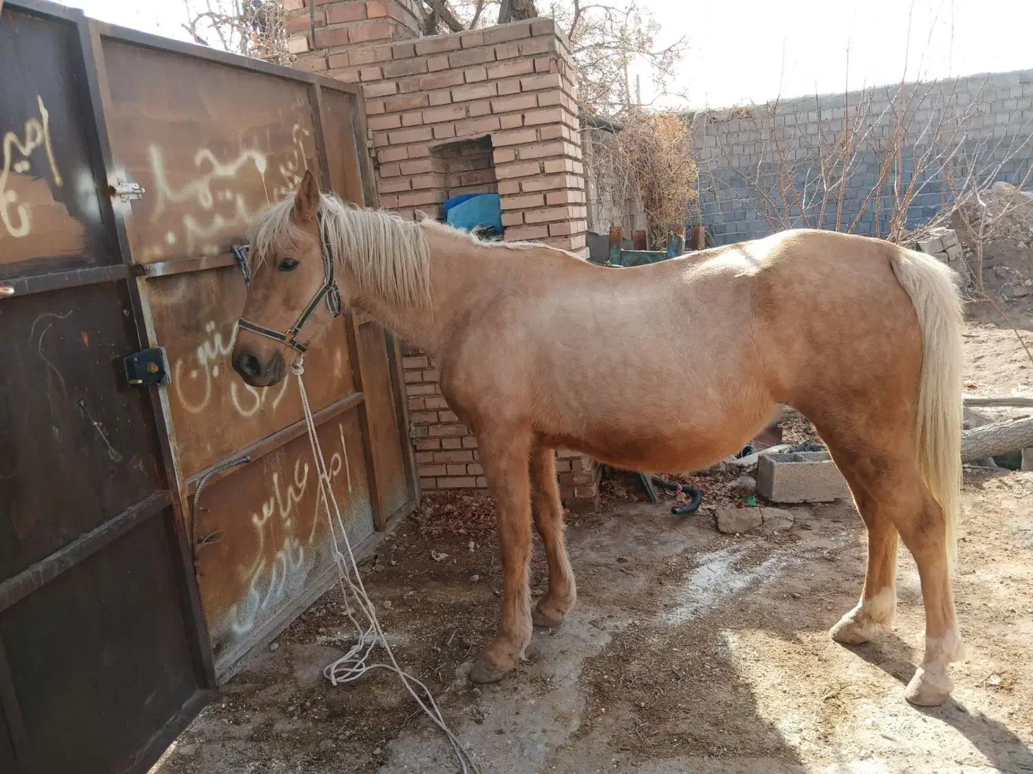 اسب|اسب و تجهیزات اسب‌سواری|چترود, |دیوار