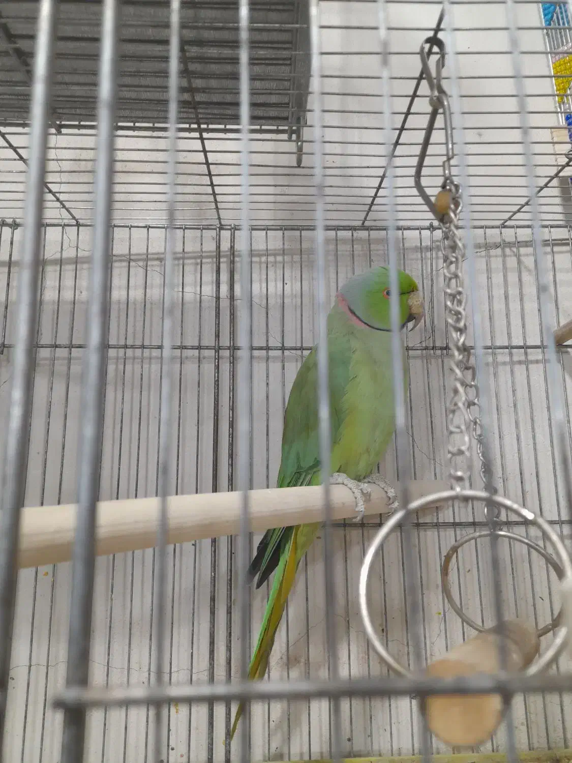 خرید فروش انواع پرنده زینتی|پرنده|سیرجان, |دیوار