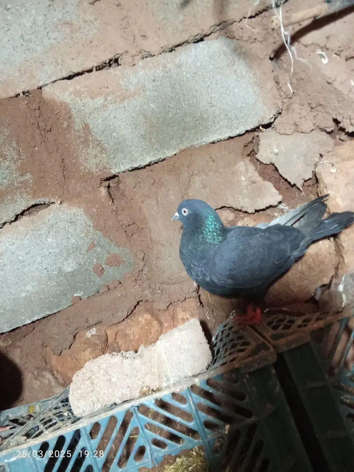 کفتر|پرنده|میاندوآب, |دیوار