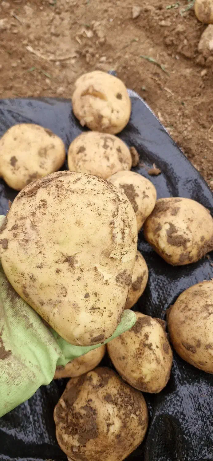 سیب زمینی بذر سانتا|عمده‌فروشی|بوکان, |دیوار